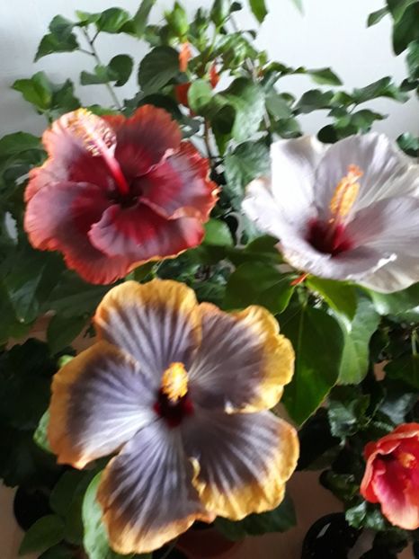  - HIBISCUS