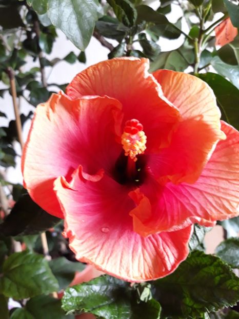 First Impression - HIBISCUS