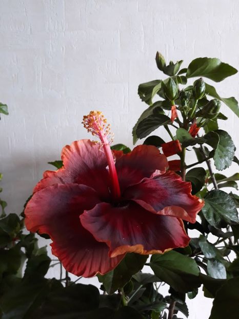 DP s Lucky in Summer - HIBISCUS