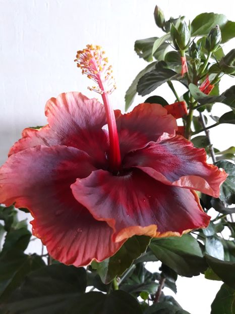  - HIBISCUS