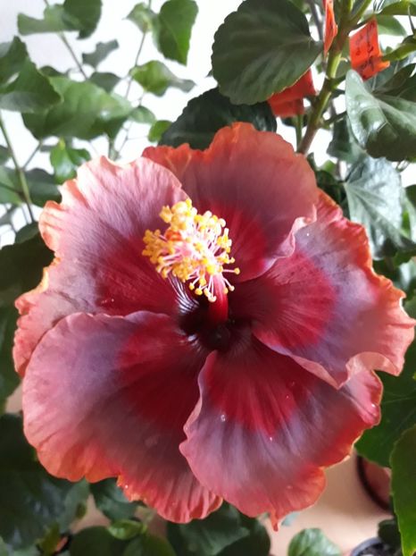  - HIBISCUS