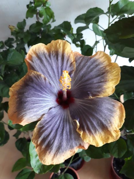RK Magical Evening - HIBISCUS