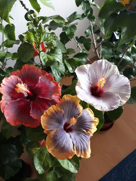  - HIBISCUS