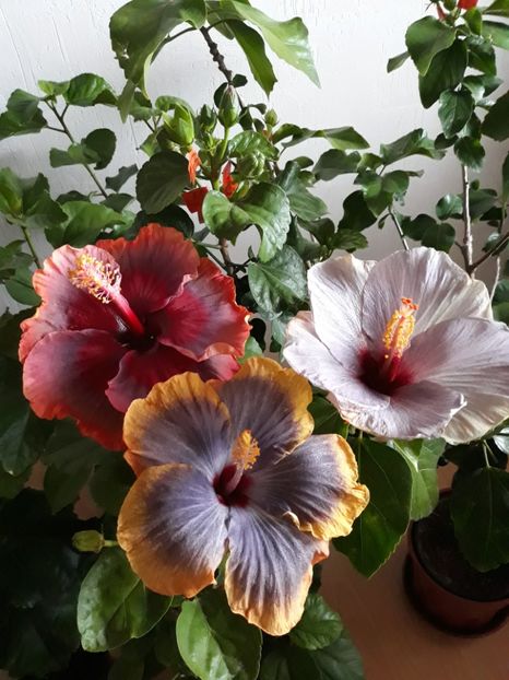  - HIBISCUS