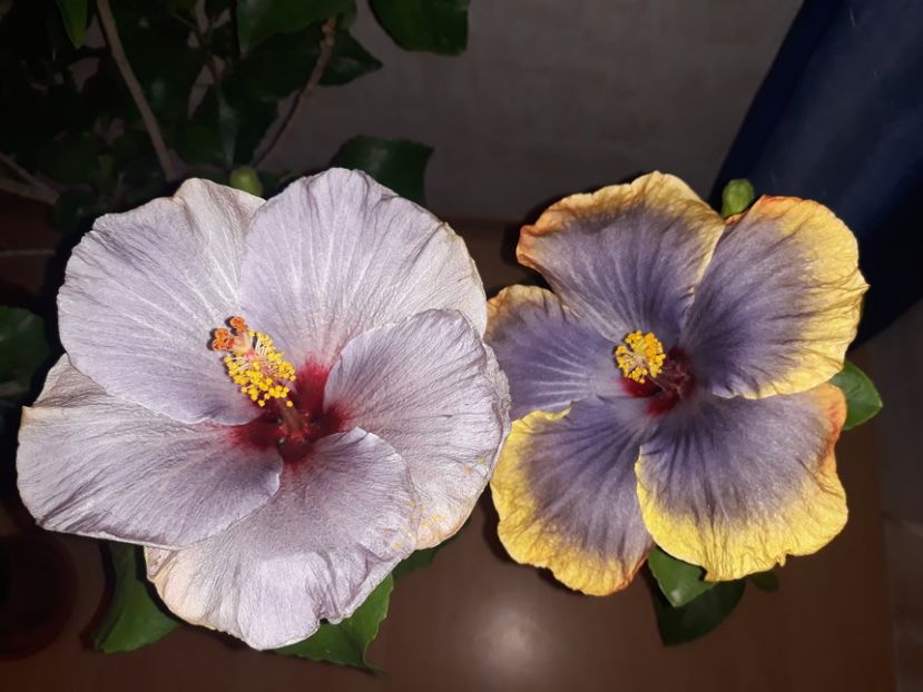Silver Diamond &RK Magical Evening - HIBISCUS