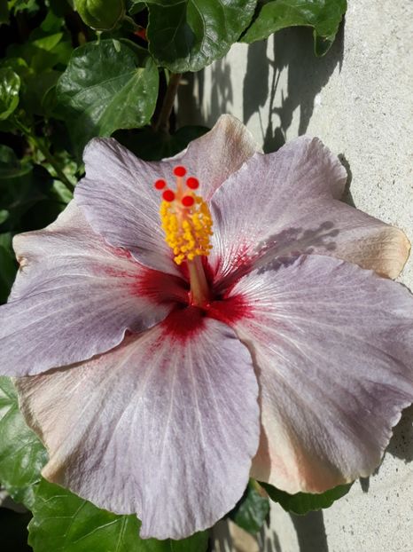 Silver Diamond - HIBISCUS