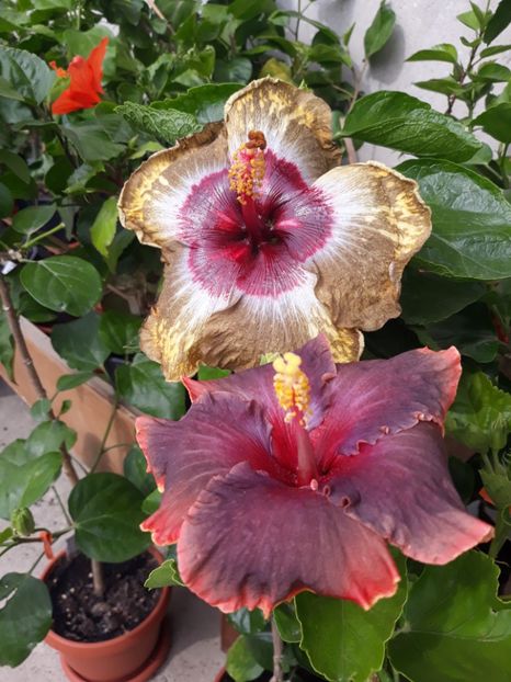 Shiva & Moorea Juan Lucas - HIBISCUS
