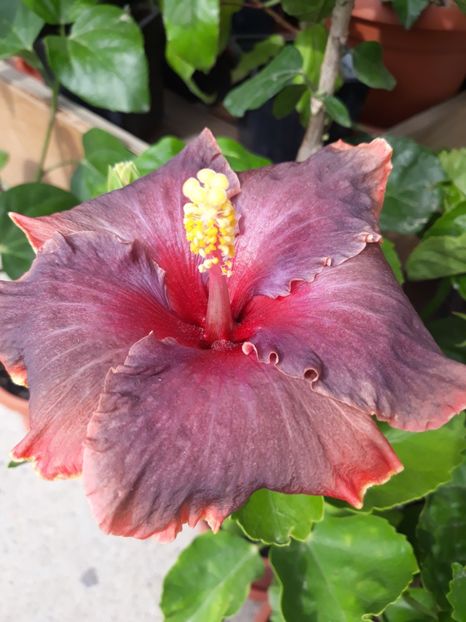 Moorea Juan Lucas - HIBISCUS