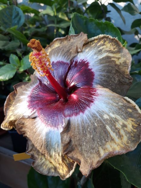 Shiva - HIBISCUS