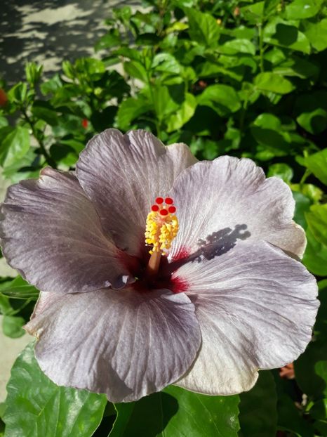 Silver Diamond - HIBISCUS