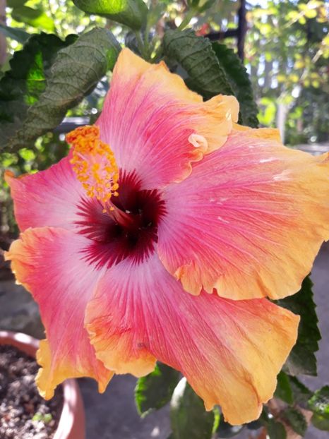 First Impression - HIBISCUS