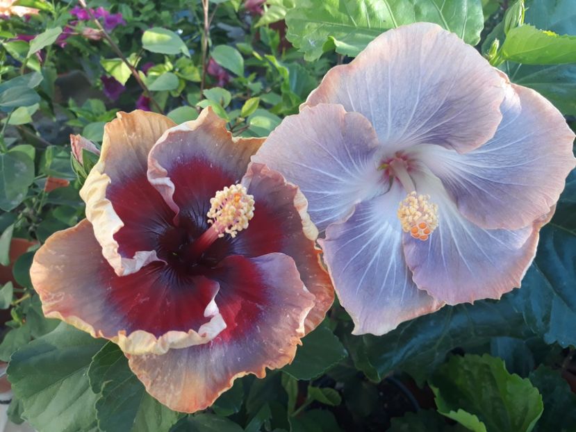  - HIBISCUS