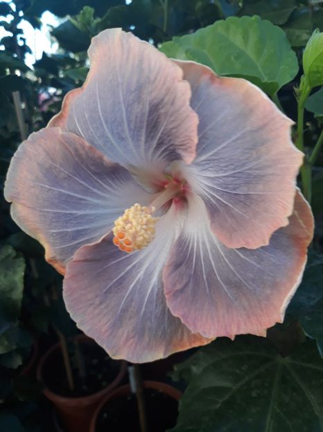 Silver Memories - HIBISCUS