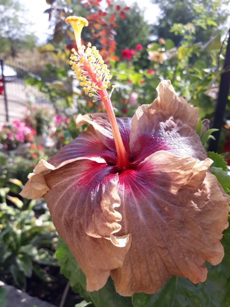 RMMA Blog Avenue ×Moorea Hot Charly - HIBISCUS