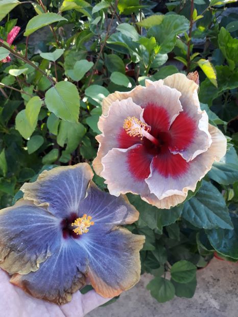 RK Magical Evening & DPs Lucky in Summer - HIBISCUS