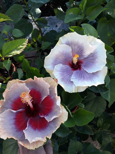 DP s Lucky in Summer & Tah Taui - HIBISCUS
