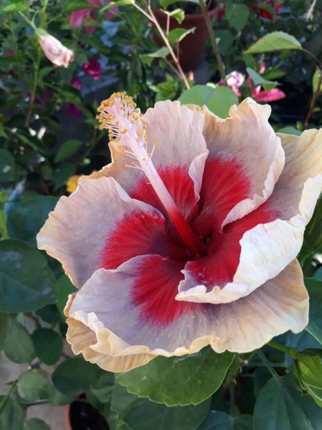 DP s Lucky in Summer - HIBISCUS