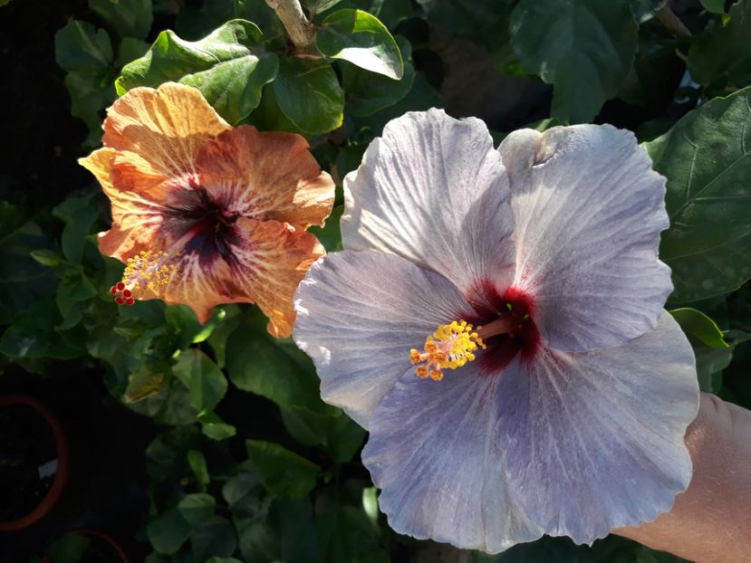 RK Martian Dawn & Silver Diamond - HIBISCUS