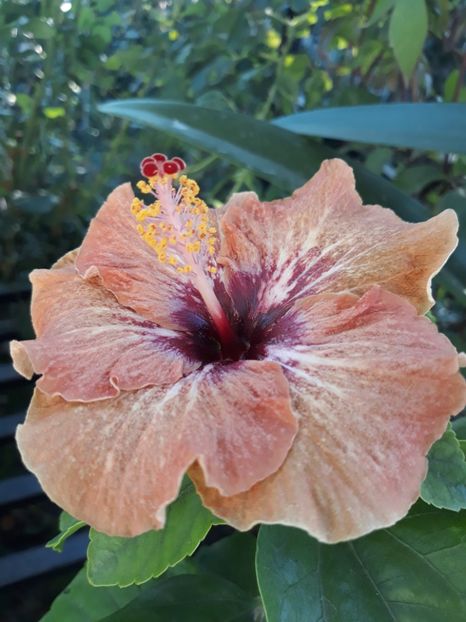 RK Martian Dawn - HIBISCUS