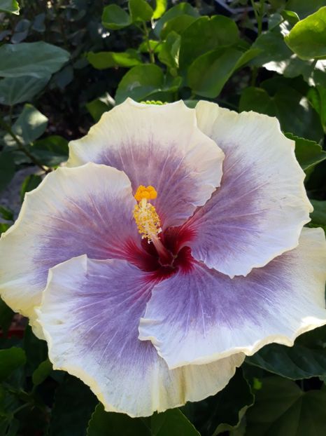 Tahitian Taui - HIBISCUS