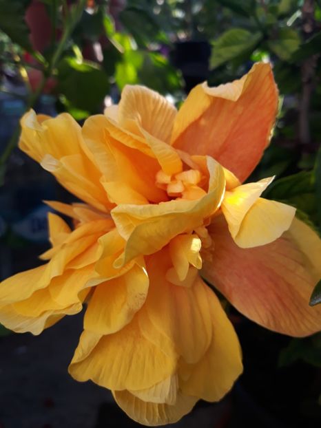 Koening - HIBISCUS