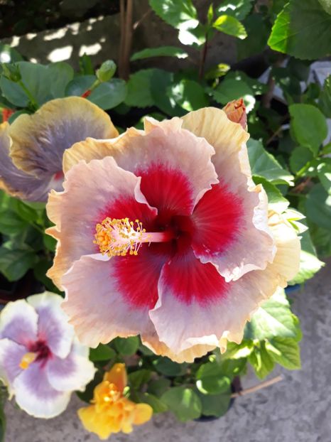  - HIBISCUS