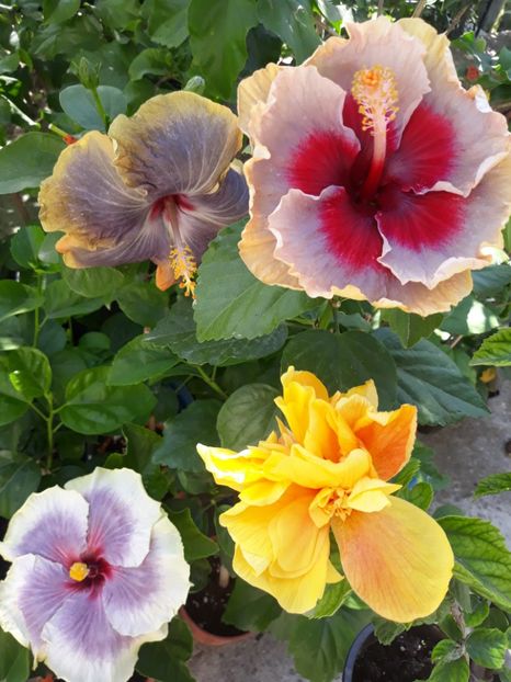  - HIBISCUS