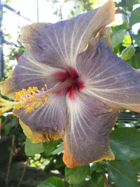 RK Magical Evening - HIBISCUS