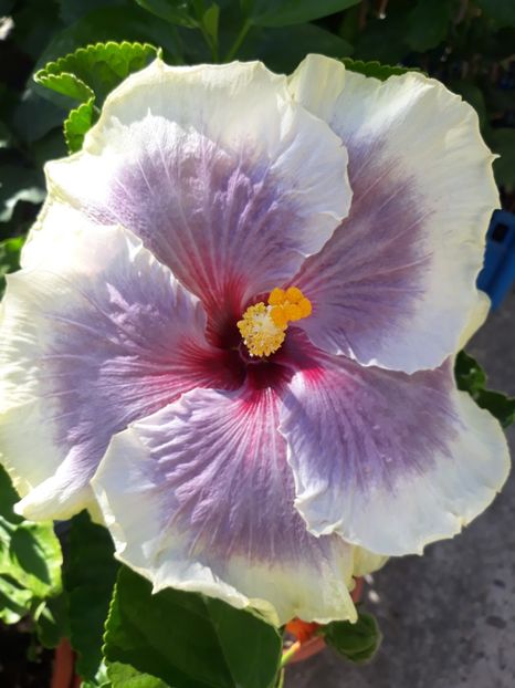Tah  Taui - HIBISCUS