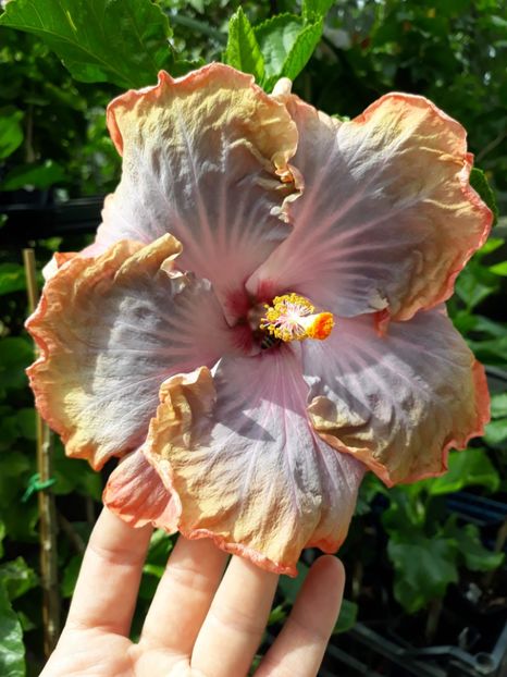 Creole Lady - HIBISCUS
