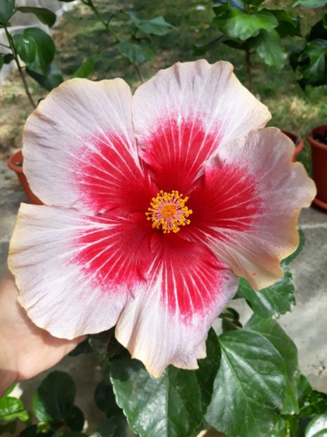 DP s Passion Dream - HIBISCUS