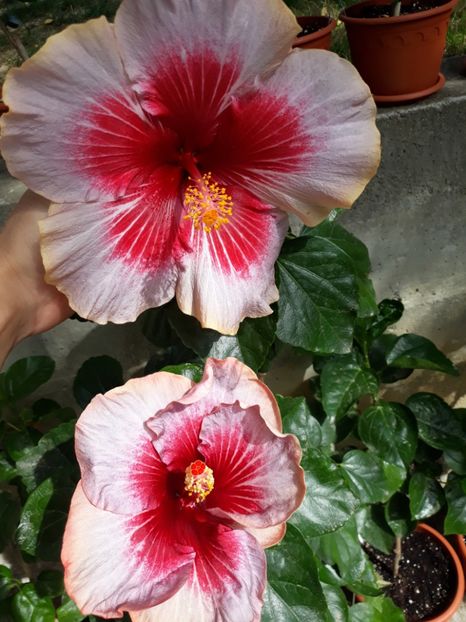  - HIBISCUS
