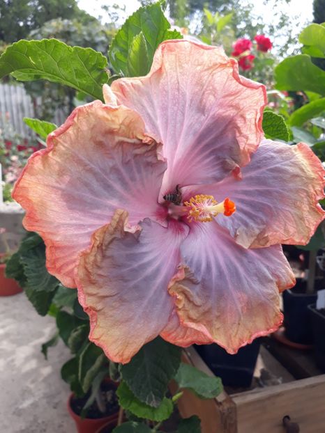 Creole Lady - HIBISCUS