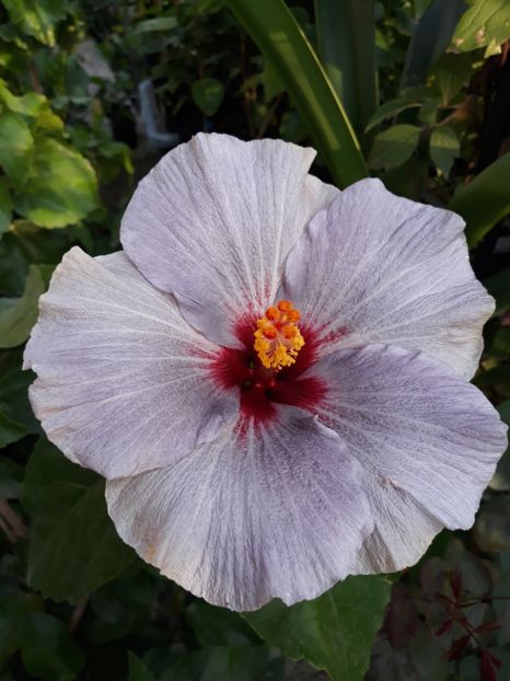 Silver Diamond - HIBISCUS