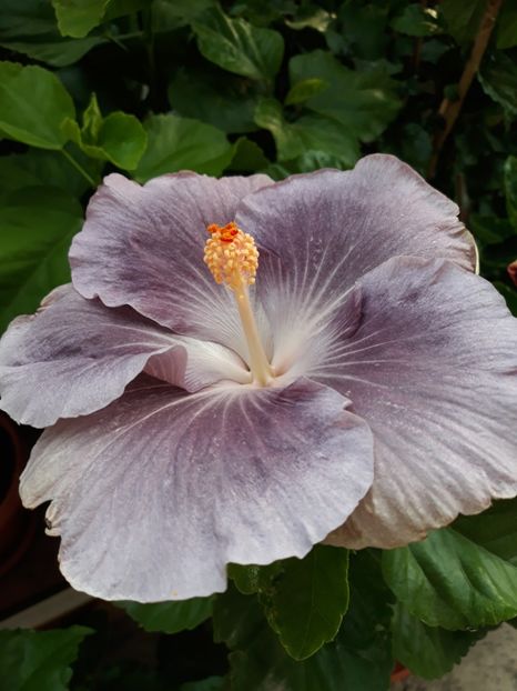 Moorea Mangy Blue - HIBISCUS