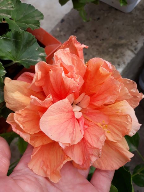 Classic apricot - HIBISCUS