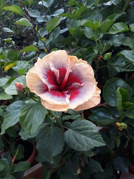 DP s Lucky in Summer - HIBISCUS