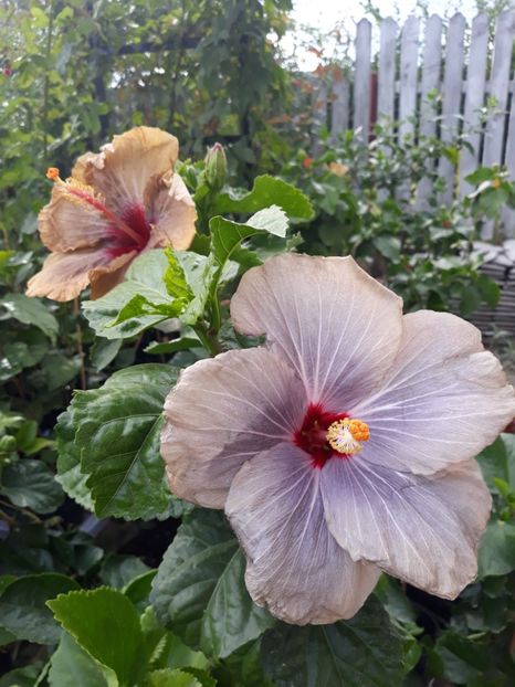  - HIBISCUS