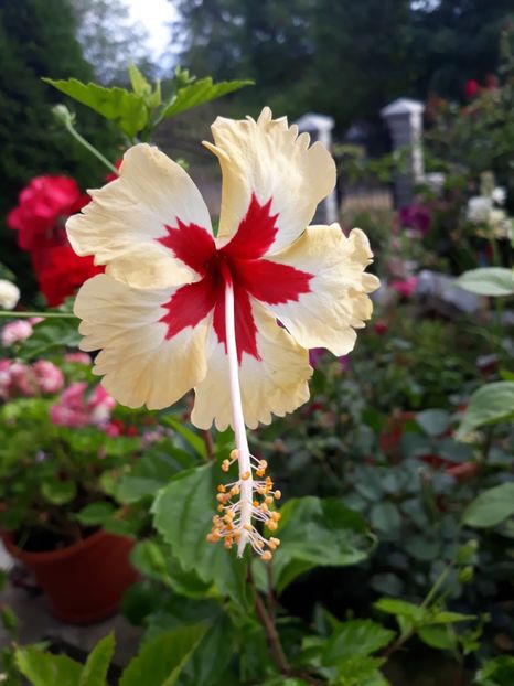 Silvya Goodman - HIBISCUS