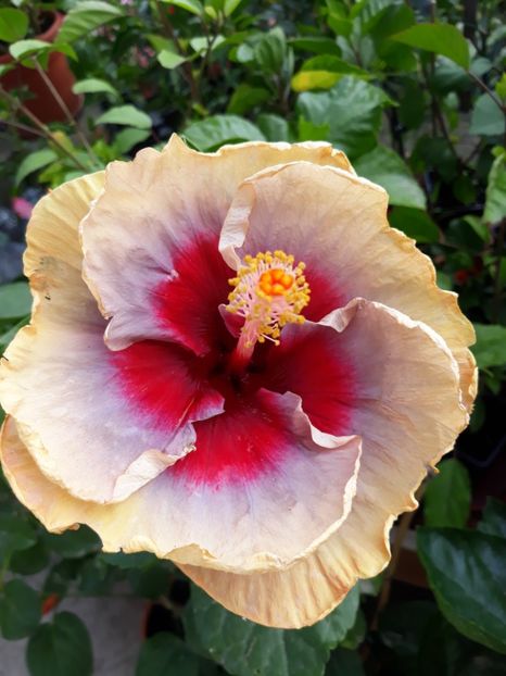 DP s Lucky in Summer - HIBISCUS