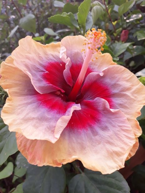  - HIBISCUS