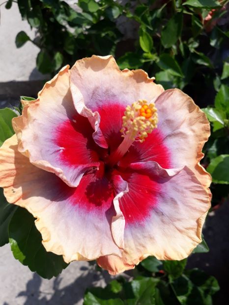  - HIBISCUS
