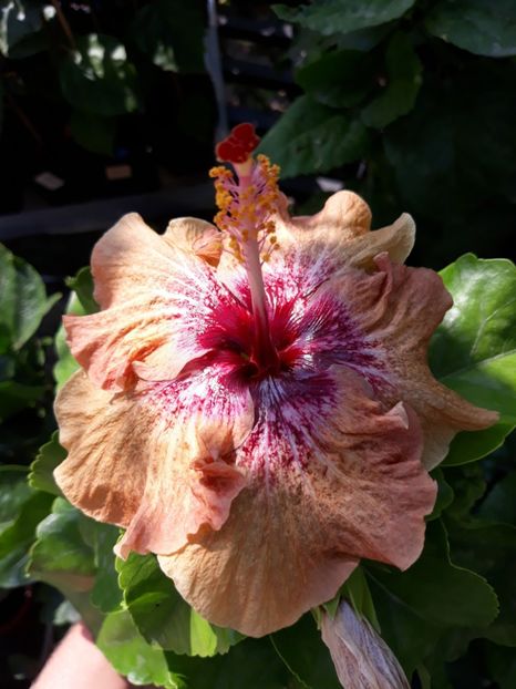  - HIBISCUS