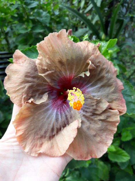  - HIBISCUS