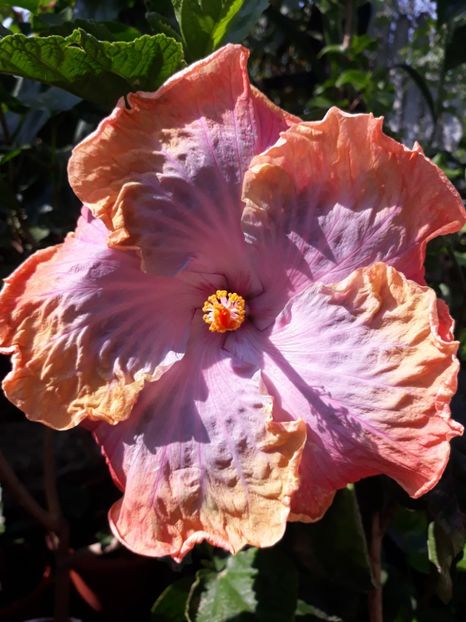 Creole Lady - am - HIBISCUS