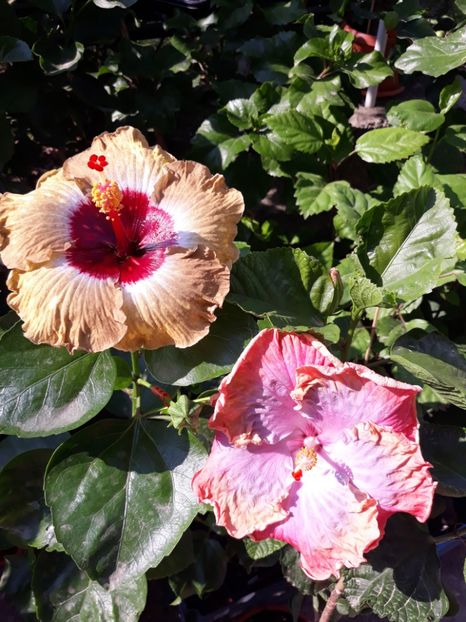 Shiva & Creole Lady - HIBISCUS
