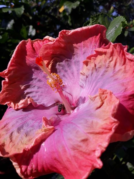 Creole Lady -am - HIBISCUS