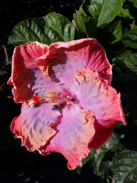  - HIBISCUS