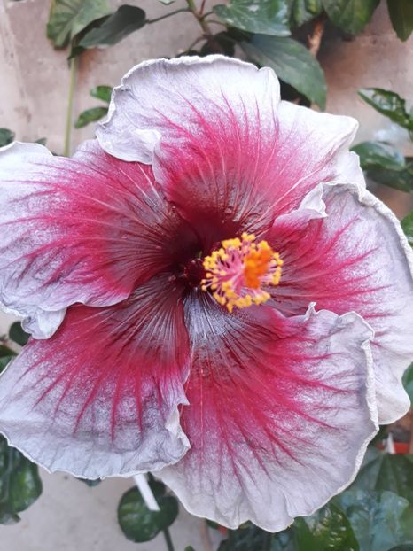 Eva Paoloni - HIBISCUS