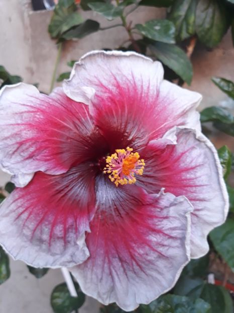  - HIBISCUS